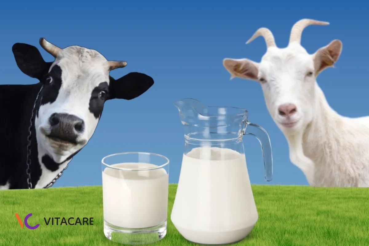 Sữa bò và sữa dê đều là những nguồn dinh dưỡng giàu năng lượng, protein, vitamin và khoáng chất Sữa bò và sữa dê đều là những nguồn dinh dưỡng giàu năng lượng, protein, vitamin và khoáng chất