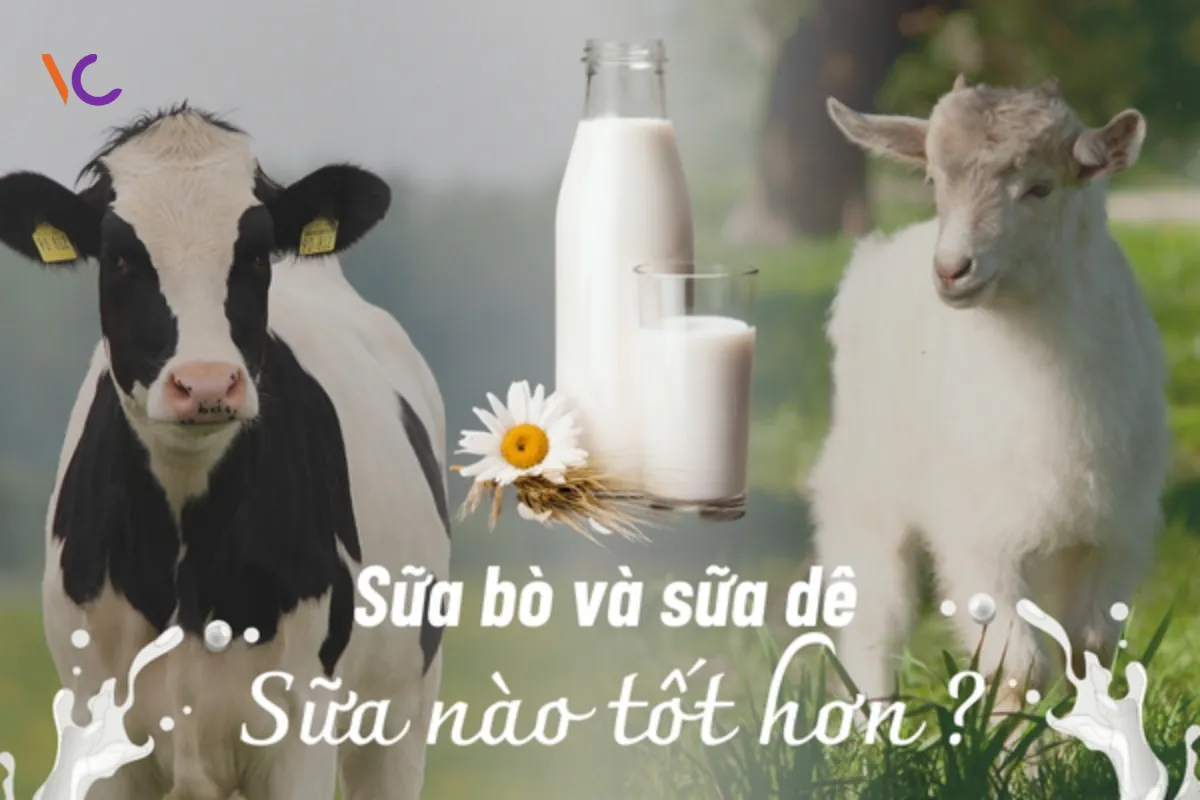 So sánh sữa dê và sữa bò sữa nào tốt hơn? So sánh sữa dê và sữa bò sữa nào tốt hơn?