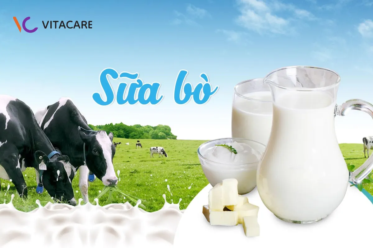 Sữa bò có vị ngọt béo quen thuộc, thơm nhẹ, thường được ưa chuộng hơn Sữa bò có vị ngọt béo quen thuộc, thơm nhẹ, thường được ưa chuộng hơn