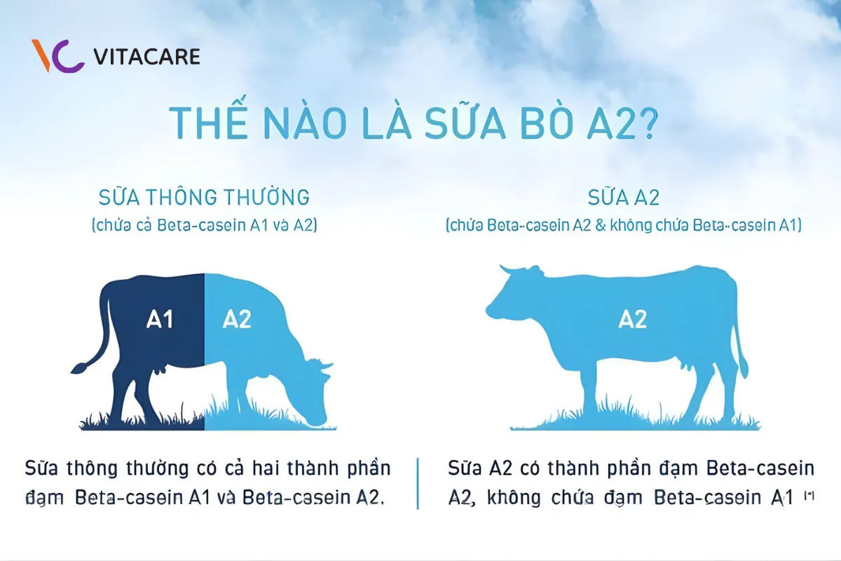 Sự khác biệt giữa đạm A2 so với đạm A1 ở đâu?